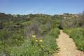 Viewridge Trail