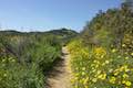 Viewridge Trail