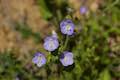 Large-flowered Phacelia