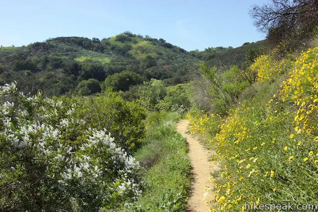 Bush sunflowers and chamise along Viewridge Trail