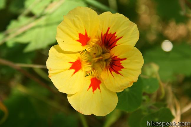 Nasturtium wildflower Temescal Canyon