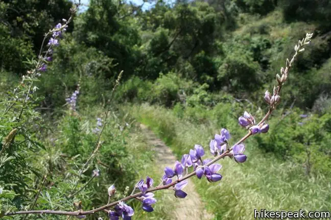 Santa Ynez Waterfall Trail