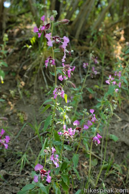 Los Angeles Wildflower Elegant Clarkia