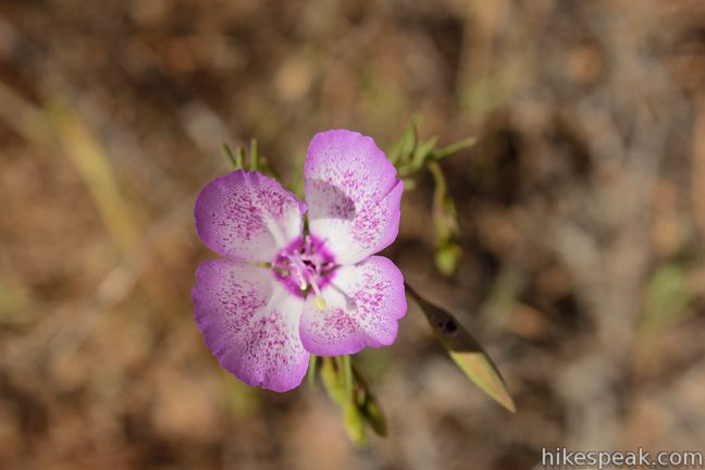 Los Angeles Wildflower Speckled Clarkia