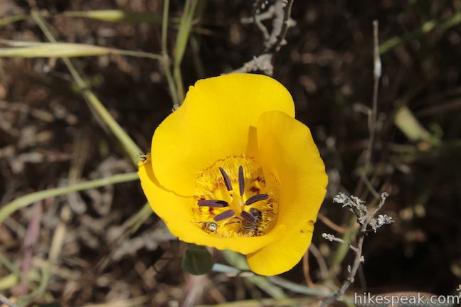 Los Angeles Wildflower Yellow Mariposa Lily