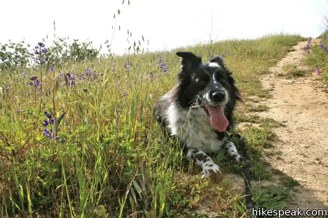 Good hikes for dogs in LA