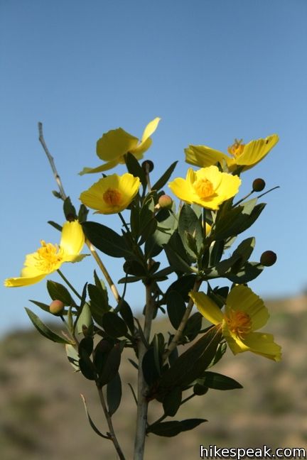 Tree poppies Verdugo Mountains