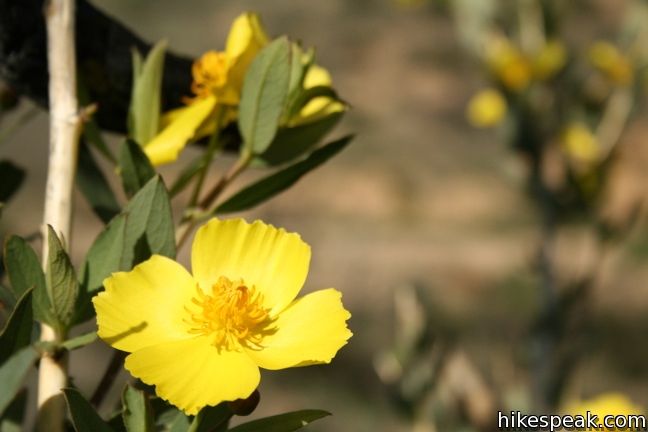 Los Angeles Wildflower Tree Poppies