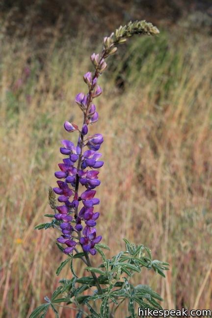 Los Angeles Wildflower lupines