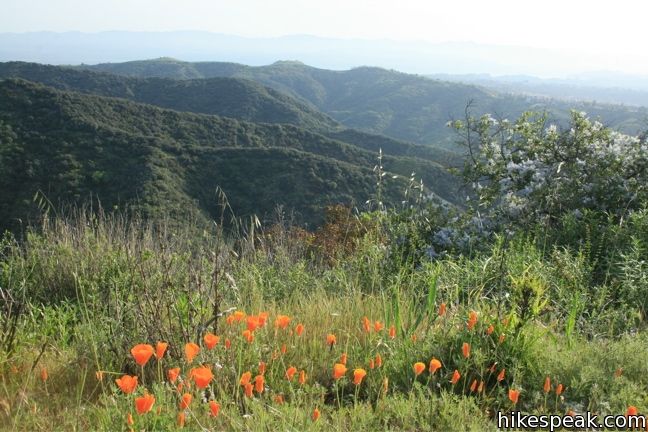 Los Angeles Wildflower poppies